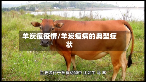 羊炭疽疫情/羊炭疽病的典型症状-第2张图片